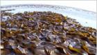 Салат из сушеной морской капусты (ламинарии)